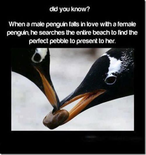 Cailloux Pingouin